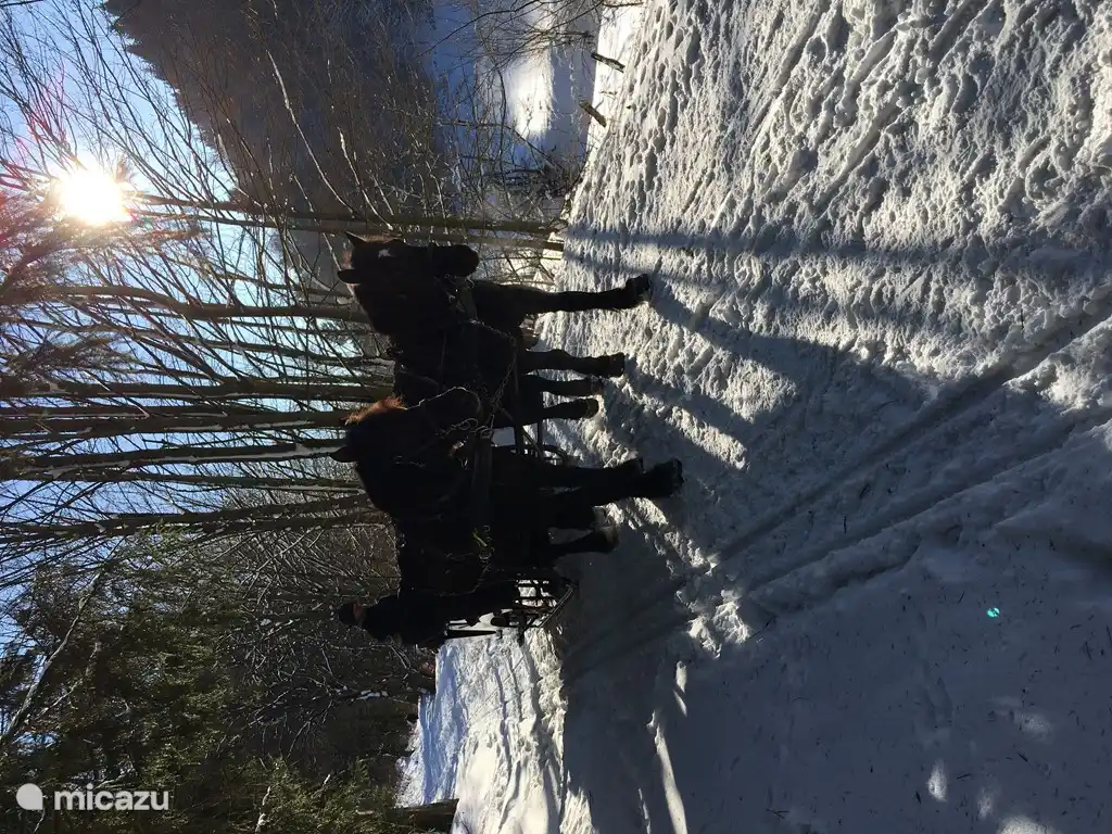 Herrlich, durch die wunderschöne verschneite Landschaft wandern und sogar eine Fahrt mit dem Pferdeschlitten ist möglich