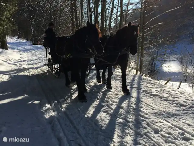 Maison Bergzicht | Allemagne, Sauerland, Willingen - appartement Merveilleux, se promener dans le magnifique paysage enneigé et même un voyage avec le traîneau tiré par des chevaux est possible