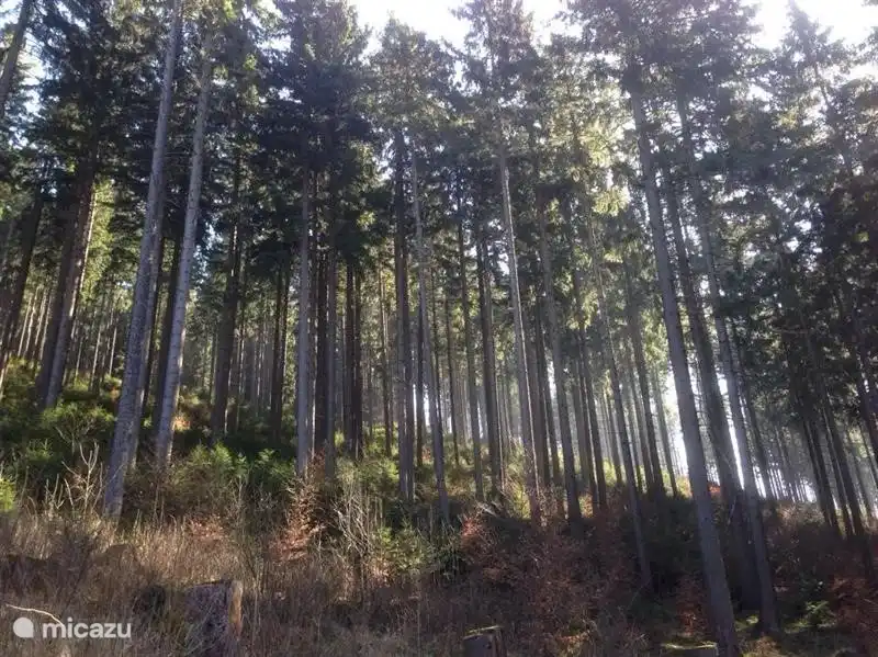 Dieses Foto wurde im Wald direkt hinter dem Haus aufgenommen.