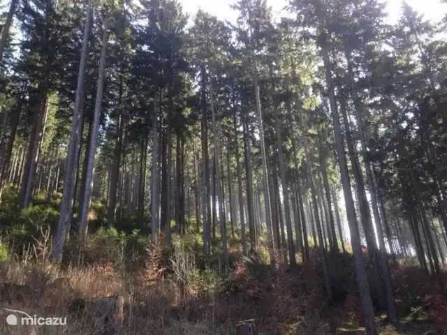 Maison Bergzicht | Allemagne, Sauerland, Willingen - appartement Cette photo a été prise dans les bois directement derrière la maison.