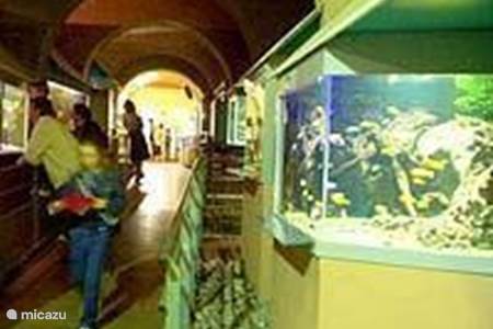 Groot aquarium in Limoges