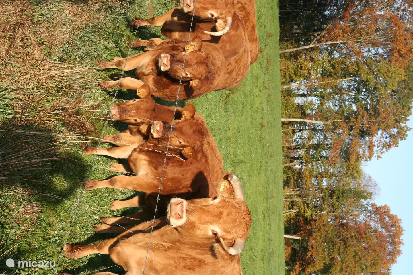 The access road to the farm is a dead end road, occasionally It passed the neighbor to take care of his cows.