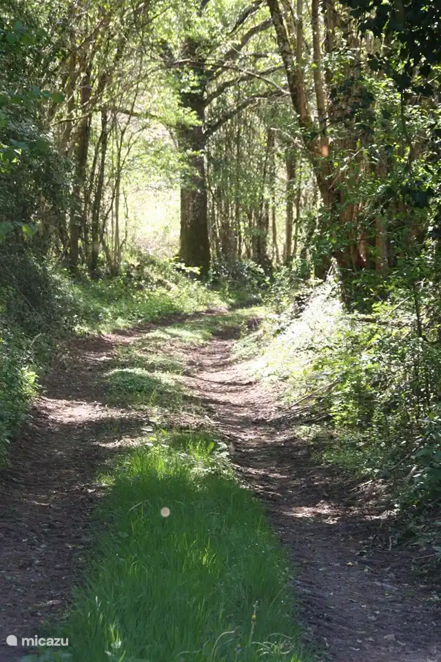 From the houses you can walk straight into a piece of forest 