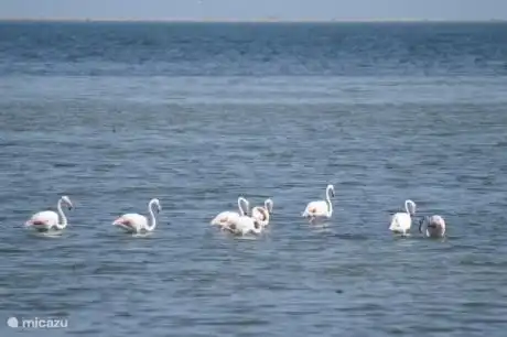 Flamingos am Strand Playa Eucaliptus. (Delta und Alfaques.)