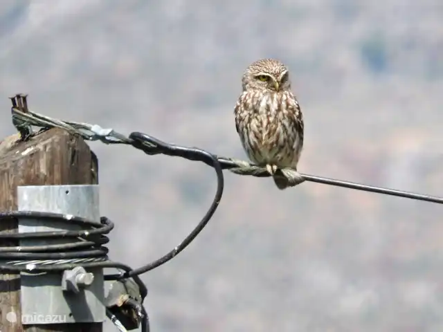Paradisi Edo en Grecia, Peloponeso, Germa - casa vacacional Él decide si quiere quedarse con nosotros.