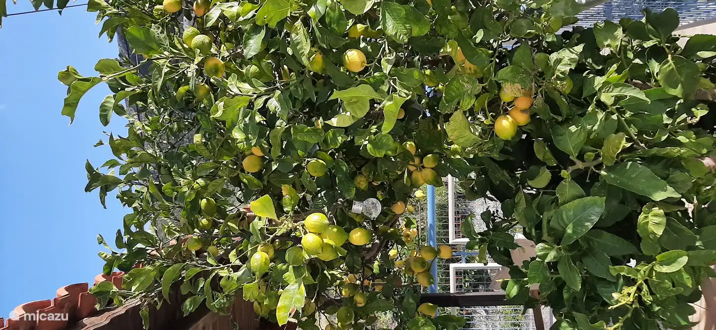 in winter they are ripe. lemonies