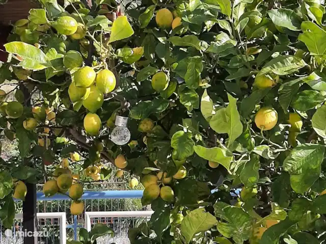 Paradisi Edo en Grecia, Peloponeso, Germa - casa vacacional en invierno están maduros. limones