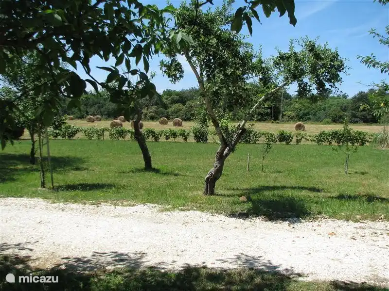 the exuberant flowering wisteria on the balcony
