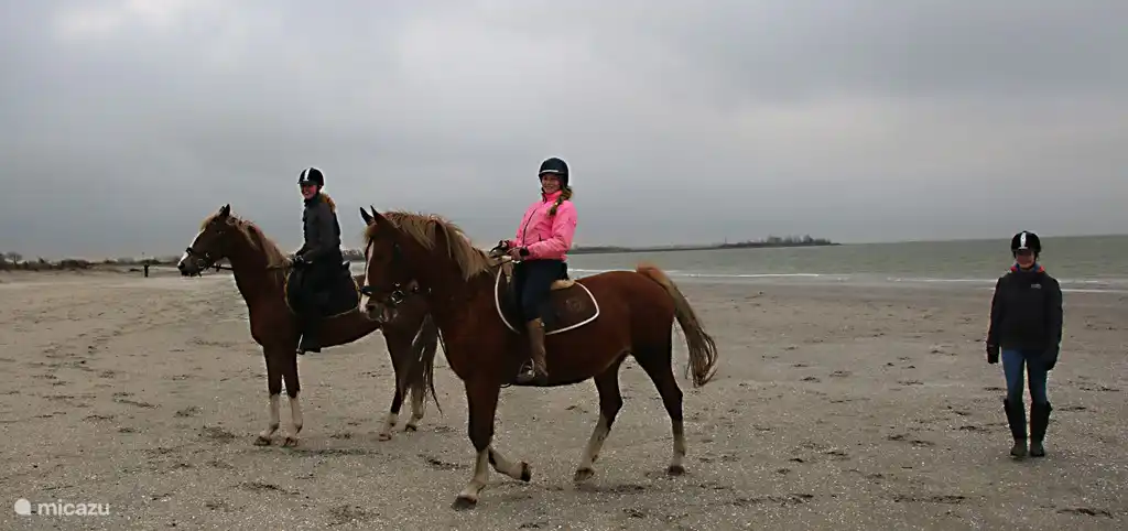 Reiten in der Umgebung