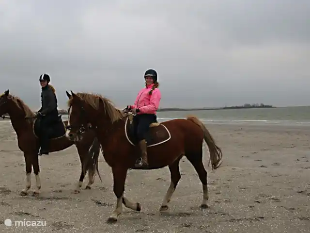 de Mus huren in Nederland, Friesland, Oudemirdum - villa Paardrijden in de omgeving