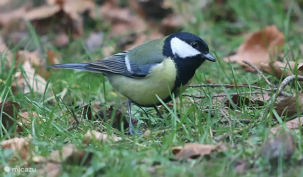 Natürlich viele Vögel im Wald!