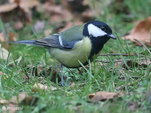 de Mus huren in Nederland, Friesland, Oudemirdum - villa Uiteraard veel vogels in het bos!