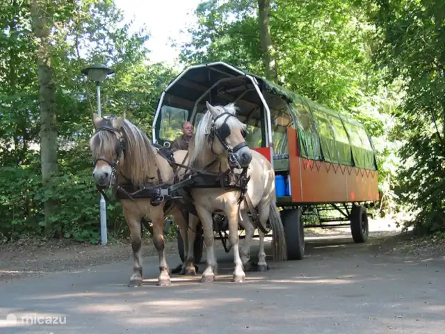 de Mus huren in Nederland, Friesland, Oudemirdum - villa Een ritje met de paardenkar, het kan allemaal!