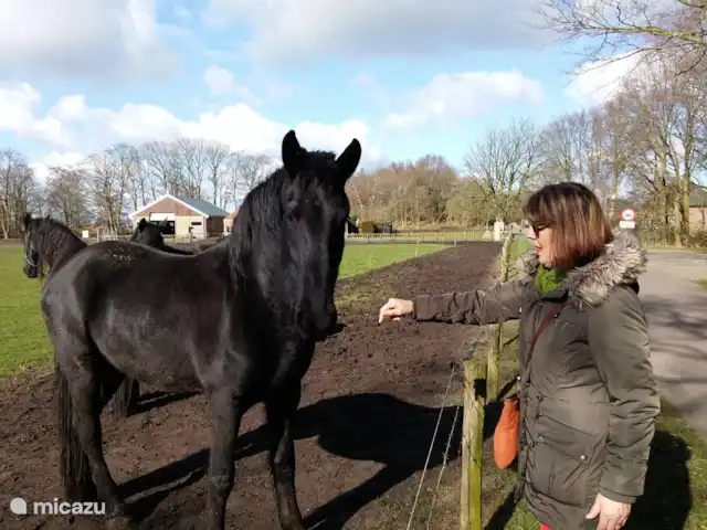 de Mus huren in Nederland, Friesland, Oudemirdum - villa Wereldberoemd: originele Friese paarden