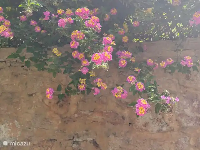 Jasmin & Olives huren in Griekenland, Kreta, Perama - geschakelde woning de tuin!