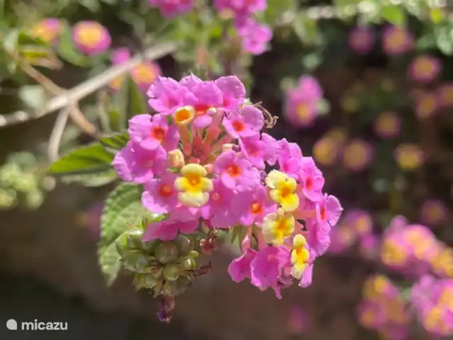 Jasmin & Olives huren in Griekenland, Kreta, Perama - geschakelde woning Tuin met bloemen