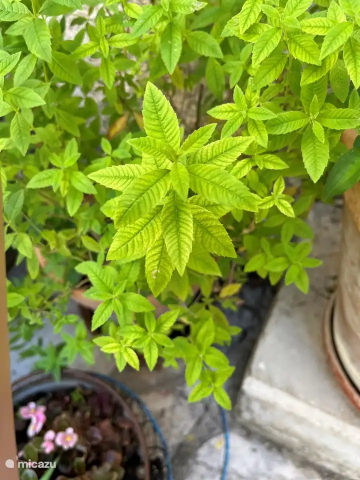 Verveine thee na het eten, uit de tuin.
