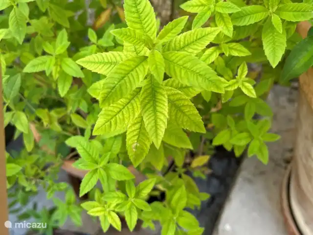 appartement huren in Frankrijk, Gard, Molières-sur-Cèze – De Bakkerij Verveine thee na het eten, uit de tuin.