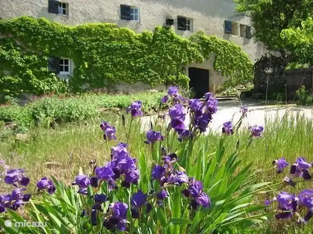 appartement huren in Frankrijk, Gard, Molières-sur-Cèze – De Bakkerij De irissen voor onze poort bloeien in Mei en Juni.