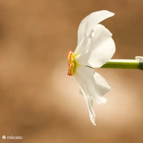 Wilde narcissen bloeien volop in mei rondom de Mas Blanc.