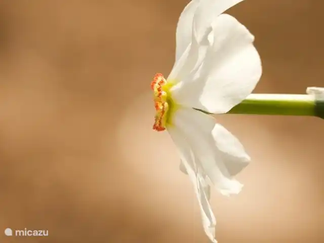 appartement huren in Frankrijk, Gard, Molières-sur-Cèze – De Bakkerij Wilde narcissen bloeien volop in mei rondom de Mas Blanc.