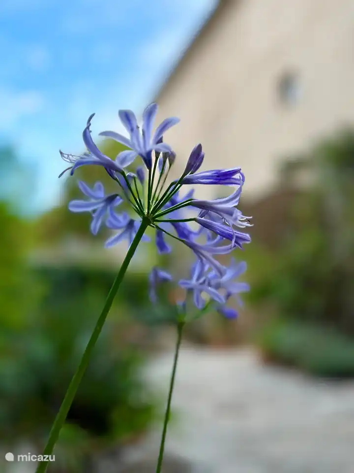 Agapanthus op de binnen cour.