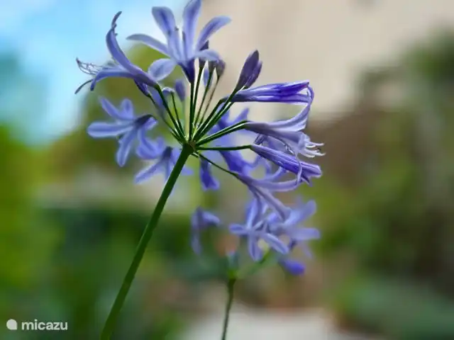 appartement huren in Frankrijk, Gard, Molières-sur-Cèze – De Bakkerij Agapanthus op de binnen cour.