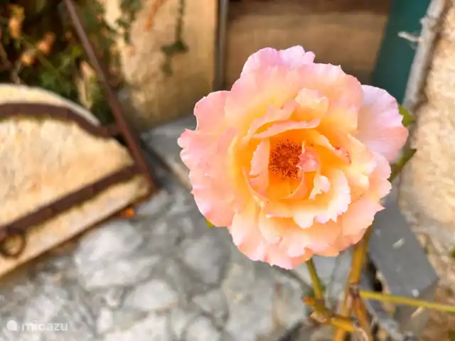 appartement huren in Frankrijk, Gard, Molières-sur-Cèze – De Bakkerij Geurende rozen langs je raam.
