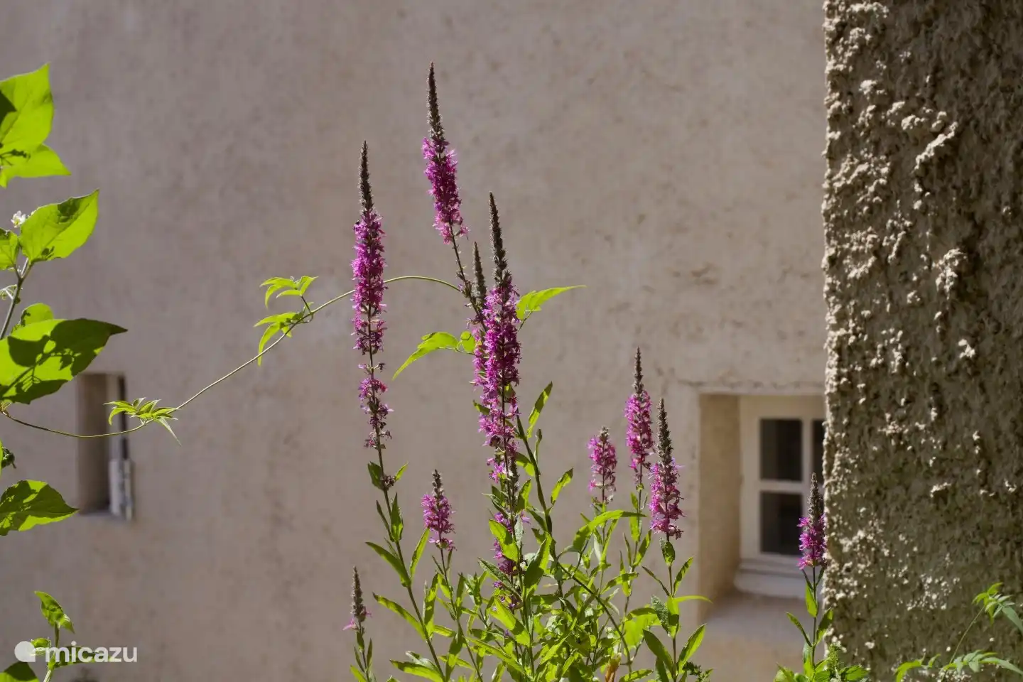 Ein Blick in das Küchenfenster des Küchenchefs.
