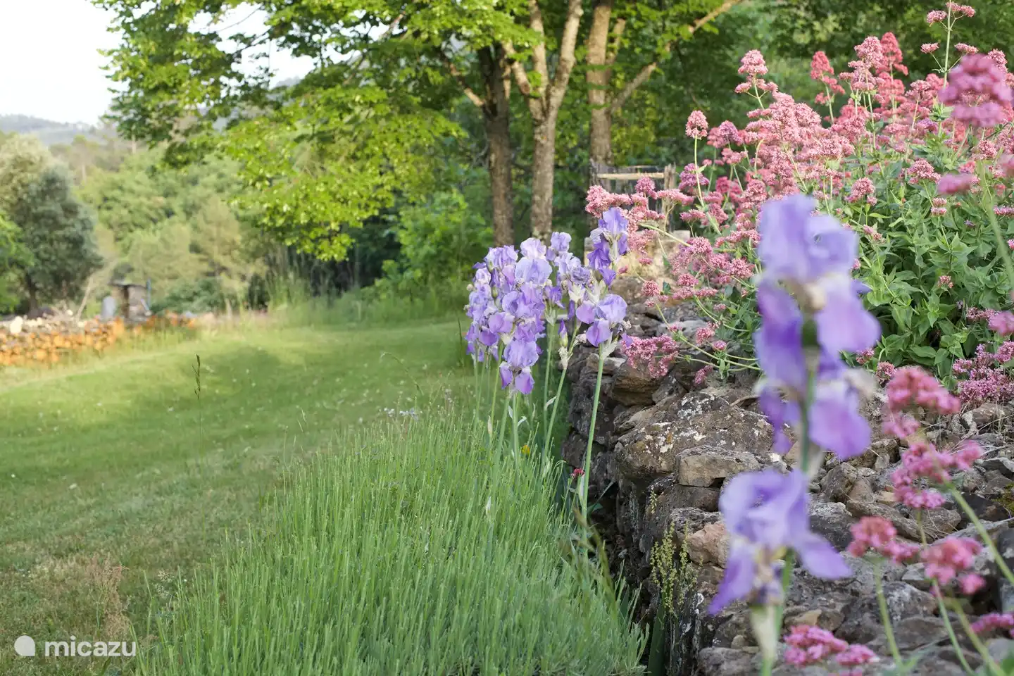 Lavendel, Sporenblumen und Schwertlilien im Mai.