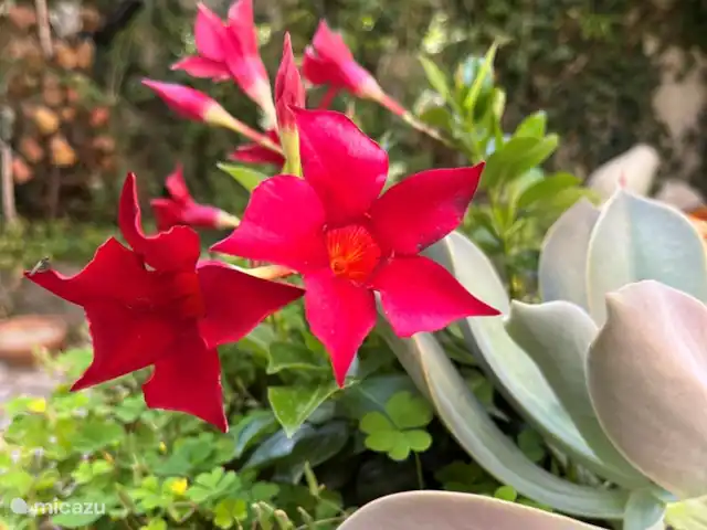 Location de Vacances France, Gard, Robiac-Rochessadoule, manoir / château - Het Elysium 4 à 5 p Dipladenia et succulentes s'en donnent à cœur joie dans la cour du Mas Blanc.