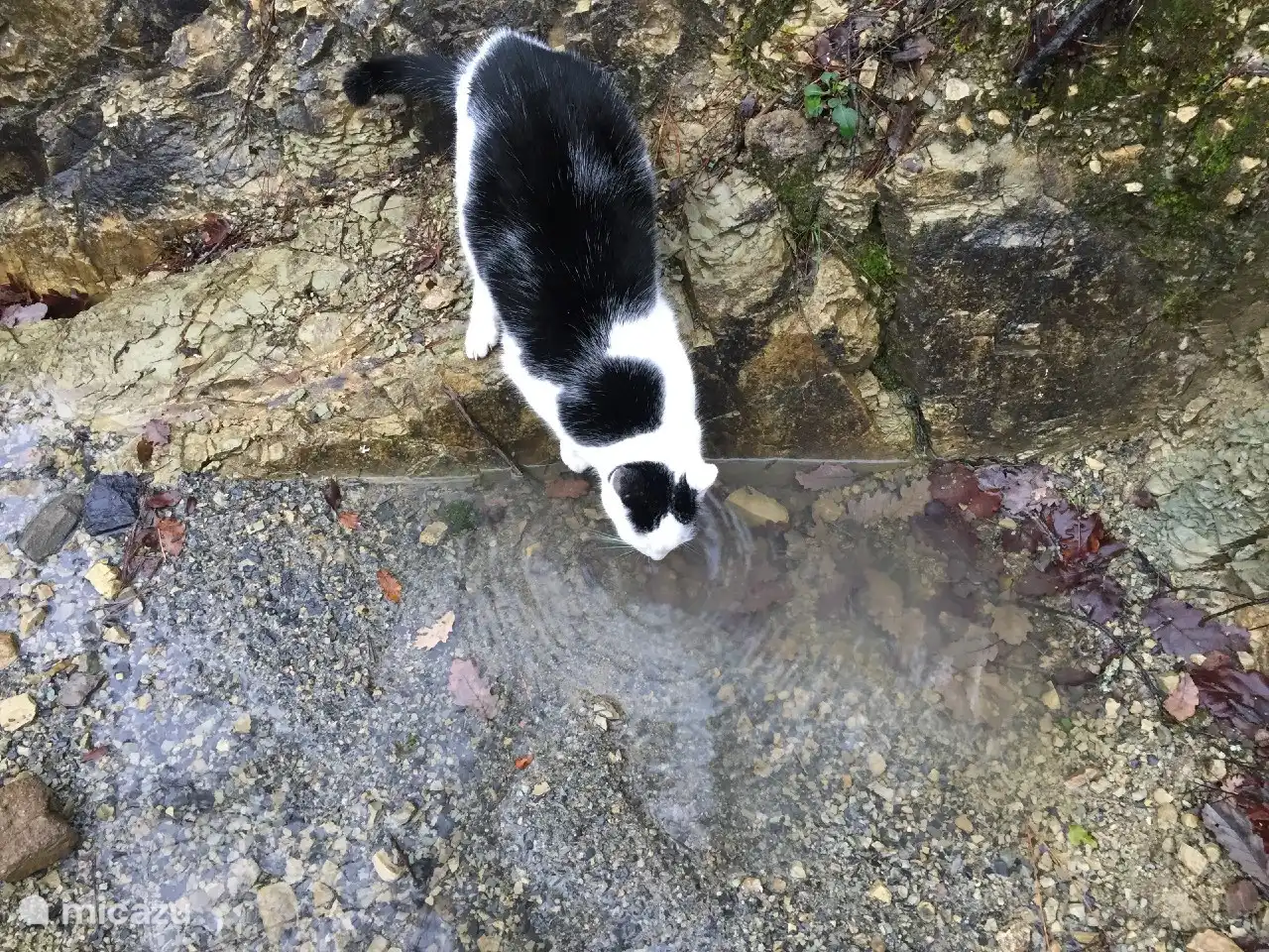 Die Mas Blanc Katze trinkt während eines Spaziergangs aus einem Brunnen.