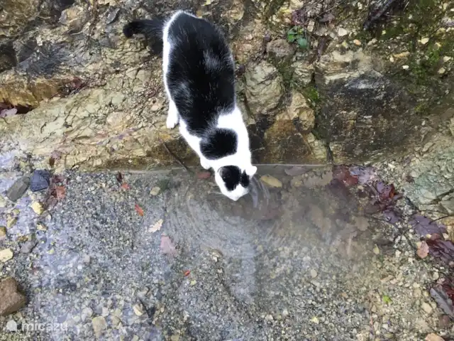 Mas Blanc, Het Zonnehuis 6 pers. | France, Gard, Molières-sur-Cèze - maison de vacances Le chat du Mas Blanc s'abreuve à une source lors d'une promenade.