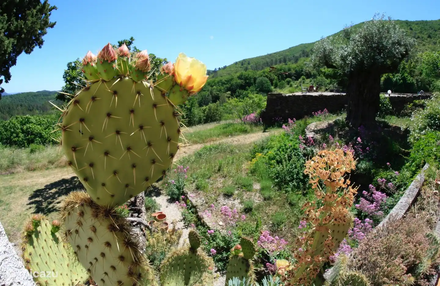 The Lidcactus blooms profusely every summer. (photo courtesy of Peter Verwoerd)