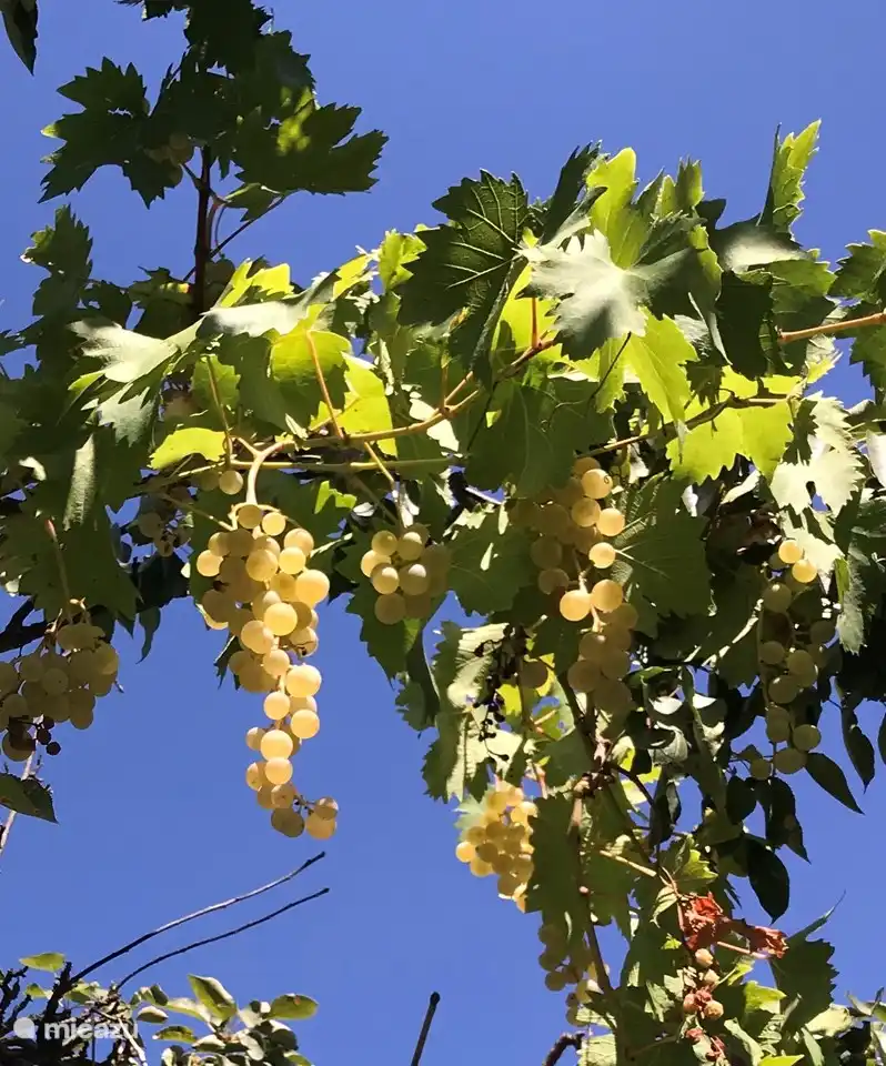 The grape roof along the restaurant stairs.
