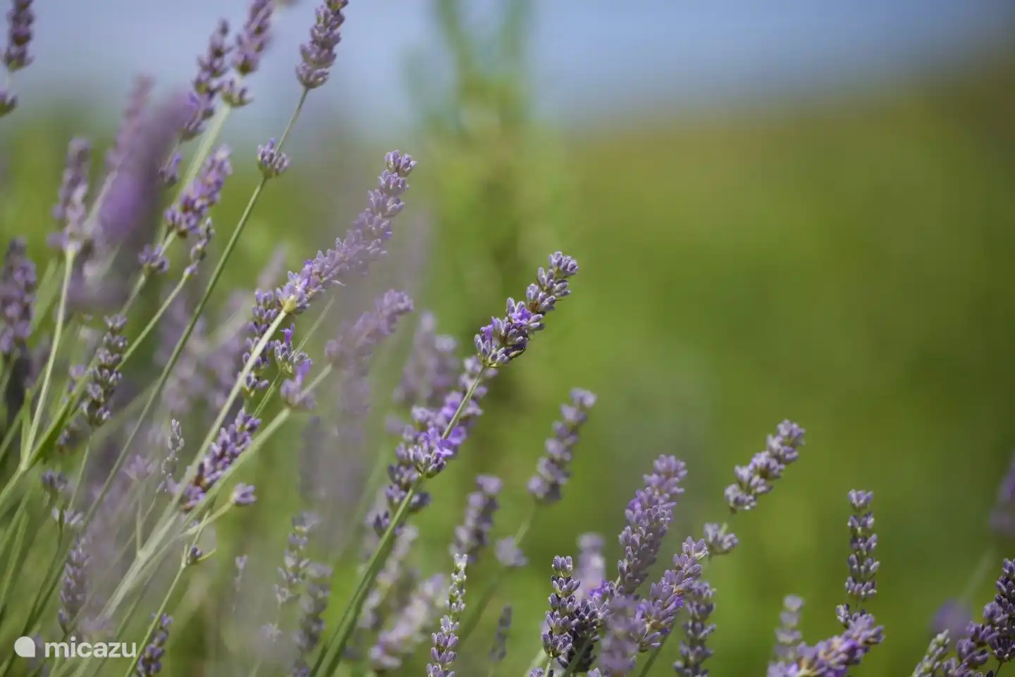 The lavender smells all around the Mas.