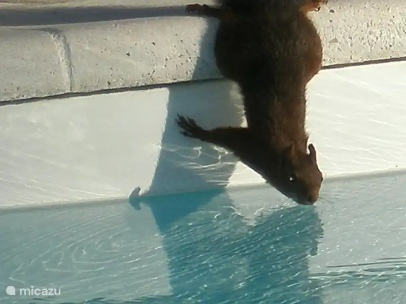 Ook eekhoorntjes maken af en toe gebruik van het zwembad