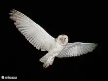 Abends bei Sonnenuntergang erscheinen die Eulen oder “Palabruas”, wie sie auf Curaçao genannt werden, majestätisch auf Augenhöhe.