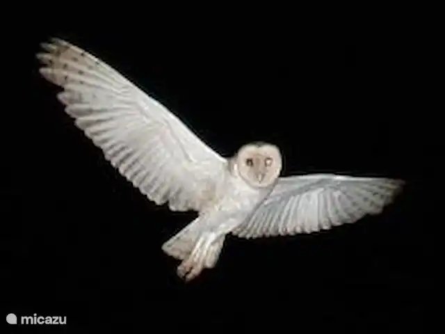 Kas na Nort | Curaçao, Curaçao-Centre, Sunset Heights - villa Le soir au coucher du soleil les chouettes (ou 'palabruas' comme on les appelle à Curaçao) apparaissent et flottent majestueusement à hauteur des yeux.