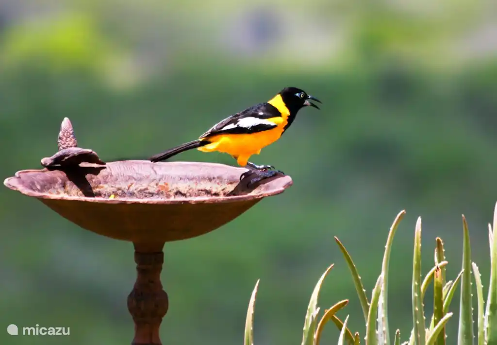 Tagsüber fliegen Drucker – die grünen Sittiche – mit viel Elend hin und her. Kolibri’s kommen auf die Blumen im Garten und auch der gelb-schwarze Zuckerdieb, Trupial, Chonchorogai, der graubraune Chuchubi und der kleine dunkle Mofi sind häufige Besucher. 