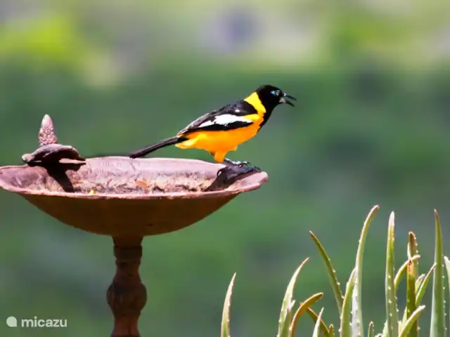 Kas na Nort | Curaçao, Curaçao-Centre, Sunset Heights - villa Pendant la journée, les faiseurs d'histoires - les perruches vertes - volent d'avant en arrière avec beaucoup de clameur. Les colibris affluent vers les fleurs du jardin et le voleur de sucre jaune-noir, le trupial, le chonchorogai, le chuchubi gris-brun et le petit mòfi sombre sont également des visiteurs fréquents.