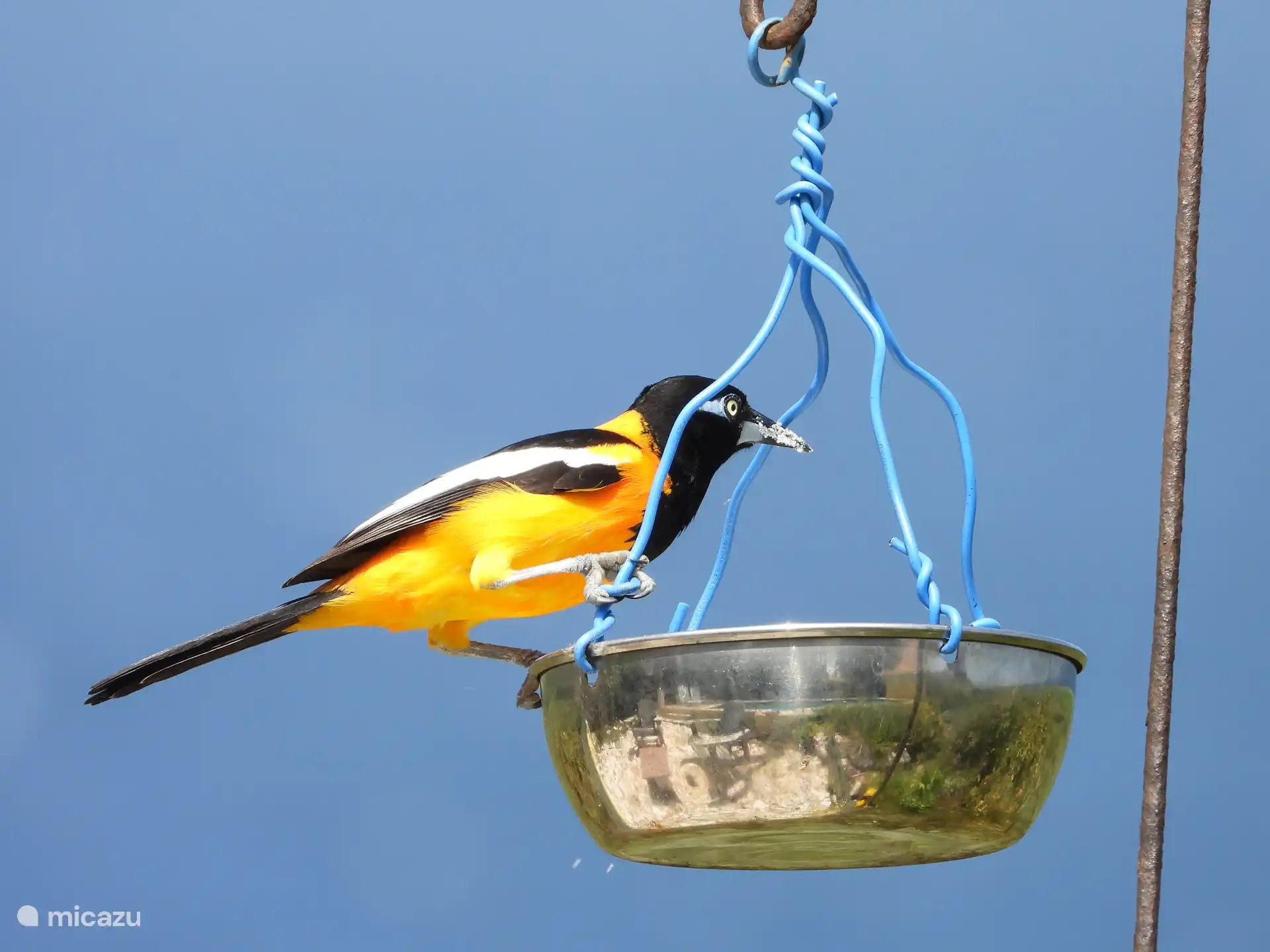 Magst du Vögel? Dann nehmen Sie Ihr Fernglas mit! Es ist ein Paradies für Vögel in der Nähe und hinter Kas na Nort. 
