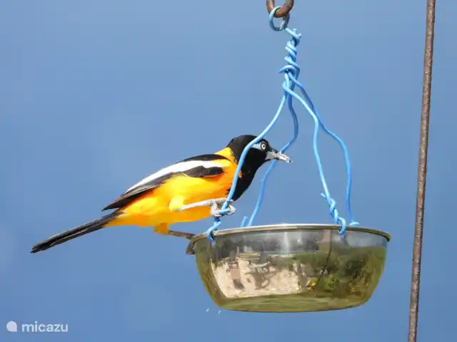 Kas na Nort | Curaçao, Curaçao-Centre, Sunset Heights - villa Vous aimez les oiseaux ? Alors emportez vos jumelles avec vous ! C’est un paradis pour les oiseaux proches et derrière Kas na Nort.