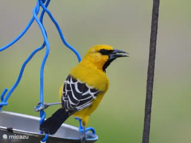 Kas na Nort | Curaçao, Curaçao-Centre, Sunset Heights - villa Voleur de sucre.