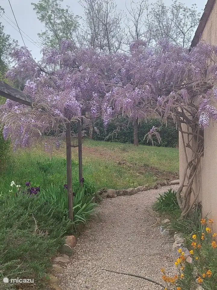 Glyzinien neben der Garage