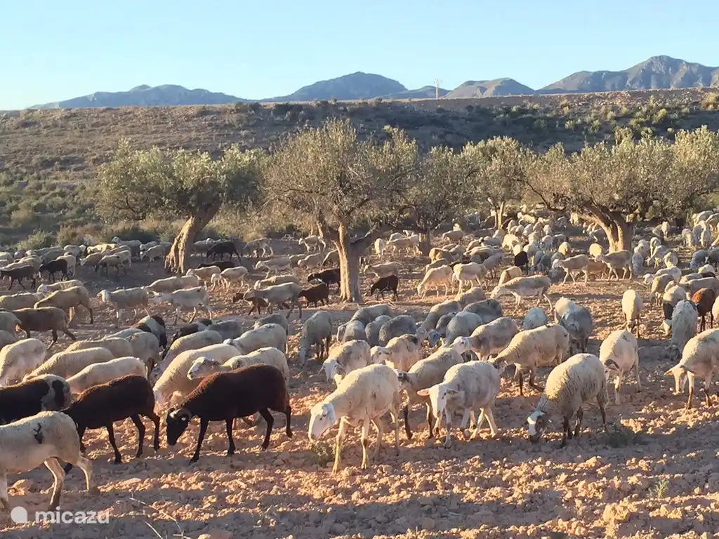 Machen Sie einen Spaziergang rund um Casa Montana. Sie kommen aus allen bei ................