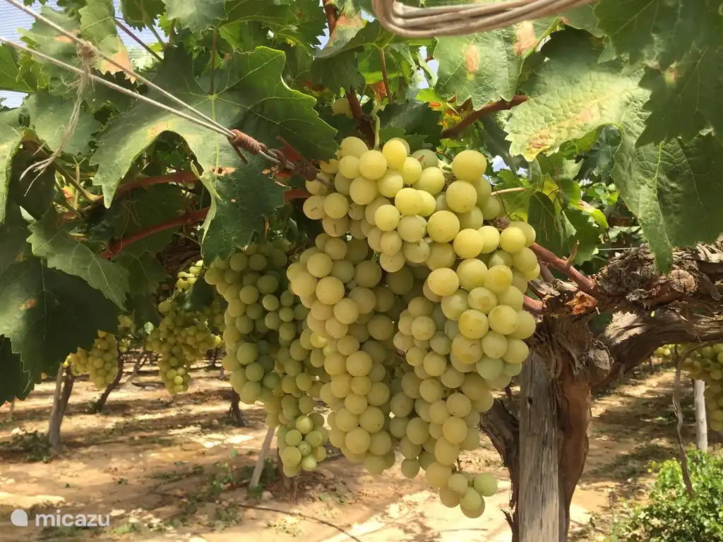Führen Sie eine Weinstraße um oder Ihre eigenen Trauben Verbrauch holen.