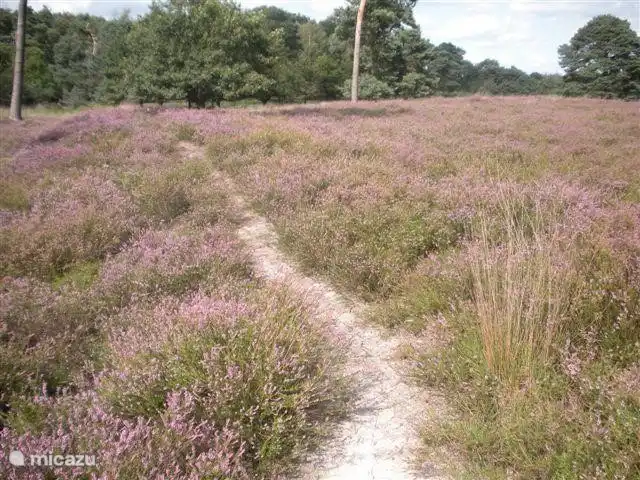 zu Fuß auf den Mooren Strijbeekse
