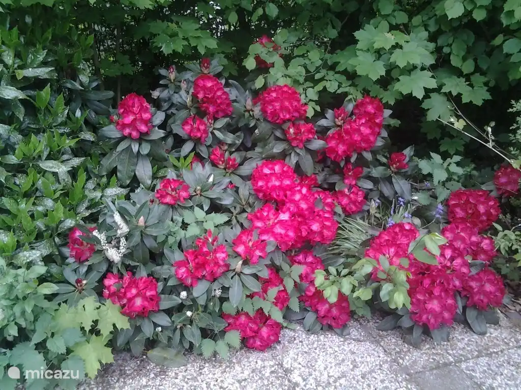 Wunderschön in Blüte