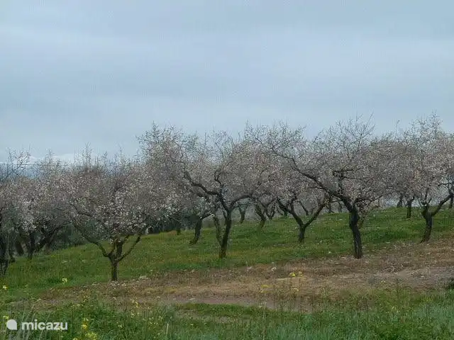 Almond Trees